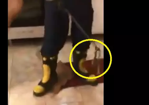 VIDEO | Un șarpe a fost găsit într-o casă din Sebeș: „Le-ar fi fost de ajutor dacă ar fi avut ceva dispozitive de prindere a reptilelor”