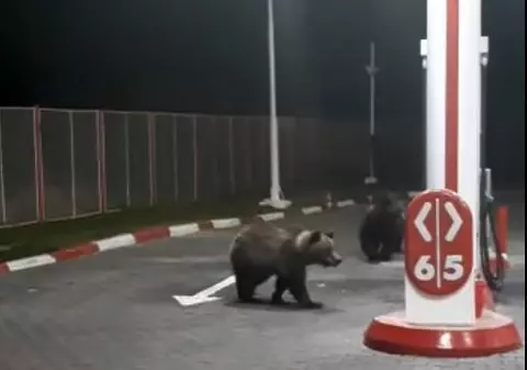 Doi pui de urs, filmați într-o benzinărie din Azuga. „Au rămas fără combustibil” a remarcat un internaut glumeț
