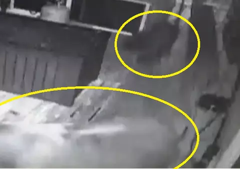 VIDEO | O familie a fost atacată în propria locuință de o ursoaică și cei doi pui ai ei!