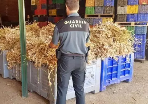 Trei români sunt judecați în Spania pentru furtul a șapte tone de usturoi!