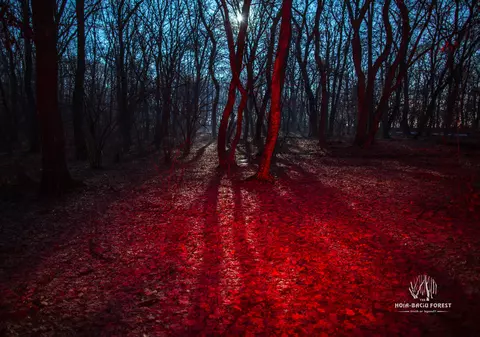 Pădurea Hoia Baciu, inclusă de cotidianul spaniol El Mundo în topul destinațiilor unde se petrec fenomene stranii