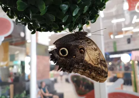 Expoziție de fluturi vii, organizată în Capitală