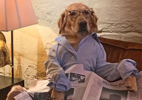 Hugo, câinele care a pus lăbuțele pe internet după ce a fost pozat în cele mai "banale" ipostaze