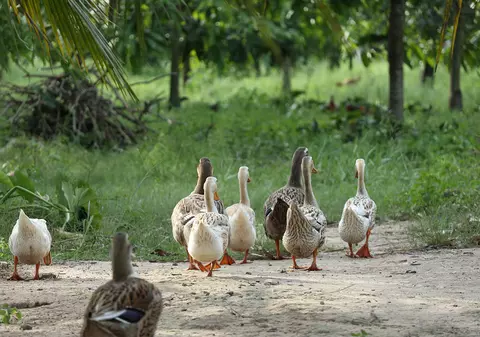 Măcănitul rațelor, nou motiv de dispută judiciară între sătenii și orășenii din Franța
