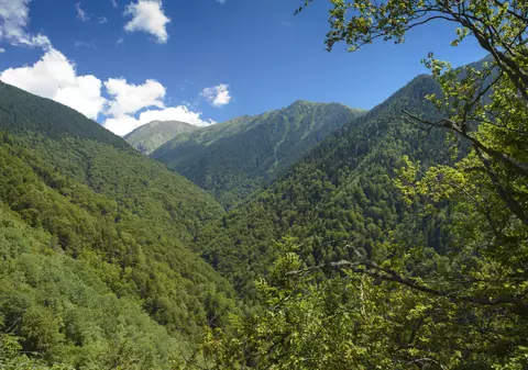 Video spectaculos filmat cu drona | Cum arată de sus Amazonul Europei. Avem cele mai bogate păduri din Europa, dar nu le protejăm