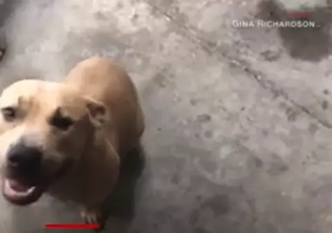 Un câine pitbull a murit pentru a salva copiii stăpânului de un șarpe veninos / VIDEO
