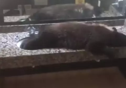 Un urs negru a intrat în toaleta femeilor dintr-un hotel din Montana. „Pur și simplu s-a culcat” / VIDEO