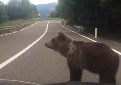 Un şofer din Harghita s-a răsturnat cu mașina, încercând să evite un urs aflat pe şosea. El și pasagera sa au fost răniți
