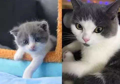 Cât a plătit un bărbat din China să-și cloneze pisica, după ce aceasta a murit