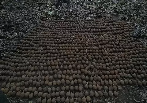 Căutătorii de comori din Vrancea au descoperit într-o pădurice 1.087 de grenade!