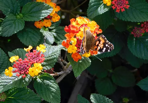 Floarea cameleon își schimbă culoarea de la o zi la alta