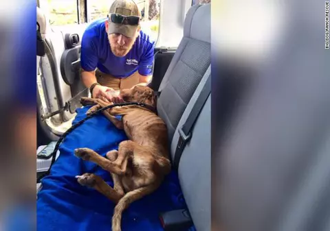 Cățelul „Miracol”, găsit în viață sub dărâmături, la o lună după ce uraganul Dorian a devastat Bahamas. Salvatorii au folosit drone cu infraroșu pentru a-l salva