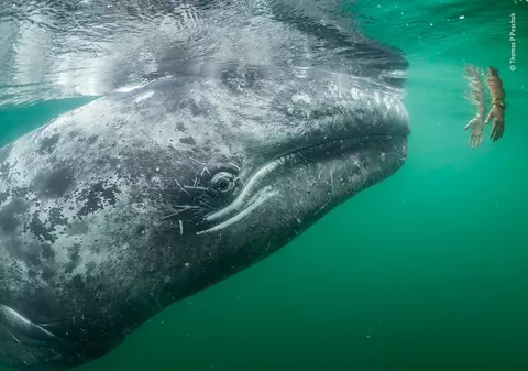 Imagini spectaculoase care surprind viaţa sălbatică: pinguinul care fuge pe apă și țestoasa sugrumată de o funie