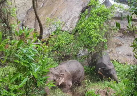 11 elefanți au murit înecați într-o cascadă în timp ce încercau să salveze un pui. Au sărit unul după altul pentru a-și ajuta semenul