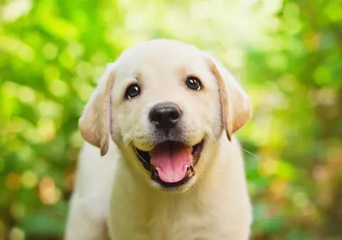 O femeie din Statele Unite a fost împușcată de câinele ei. Cum s-a produs incidentul neobișnuit