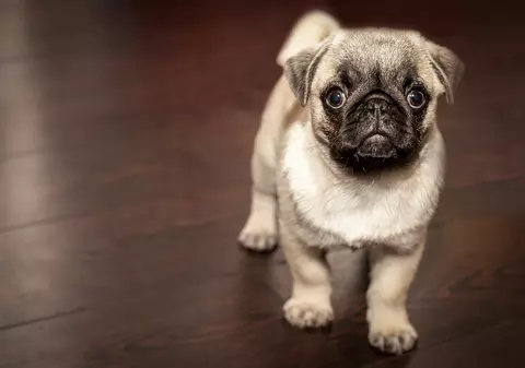 Primăria Capitalei va face recensământul animalelor de companie în următorii doi ani