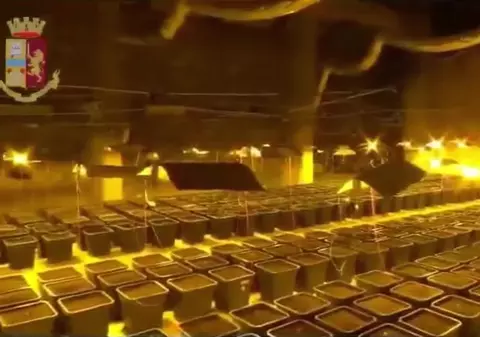 VIDEO | Locul incredibil în care a fost descoperită o plantație de cannabis