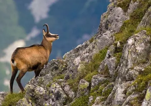 Senatul a respins proiectul de lege care introducea capra neagră pe lista animalelor care nu pot fi vânate