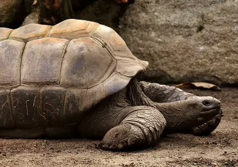 Șofer care a călcat o broască țestoasă, amendat cu 11.347 dolari. Cum se explică sancțiunea dură