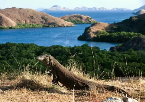 Indonezia nu mai închide insula pe care trăiește dragonul de Komodo, dar mărește de 50 de ori taxa de acces