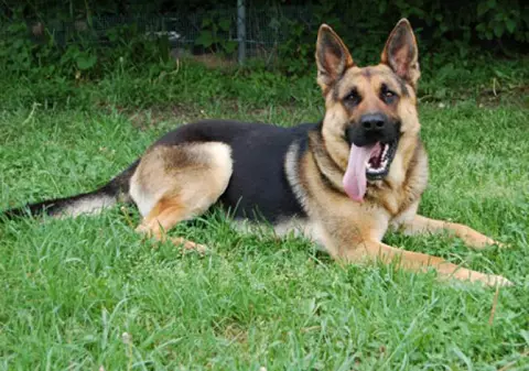 Incident grav la Reșița: trei copii au fost mușcați la școală de un câine lăsat liber de proprietar