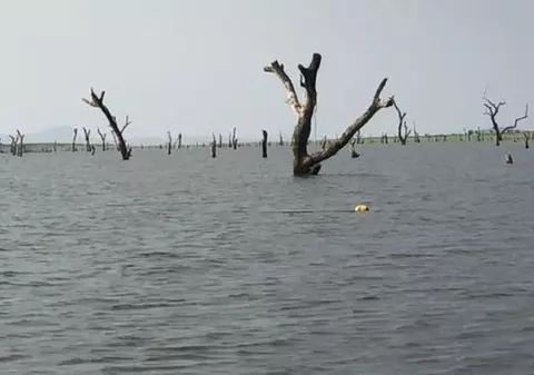 O pădure subacvatică din Ghana ar putea fi folosită la reconstrucția catedralei Notre-Dame din Paris