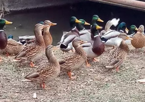 Doi vietnamezi au fost prinși de polițiști când vânau rațele dintr-un parc din Gherla. Aceștia le ucideau cu praștia! Asiaticii ar putea fi judecați pentru braconaj
