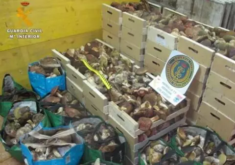 Sute de kilograme de ciuperci au fost confiscate de la români, în Spania. Nouă persoane implicate