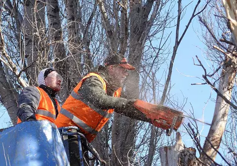 Libertatea te ajută | Începe campania de toaletare a arborilor în București
