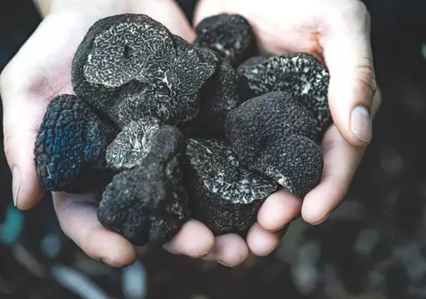 Tată și fiu, atacați cu maceta în timp ce culegeau trufe într-o pădure din Gorj