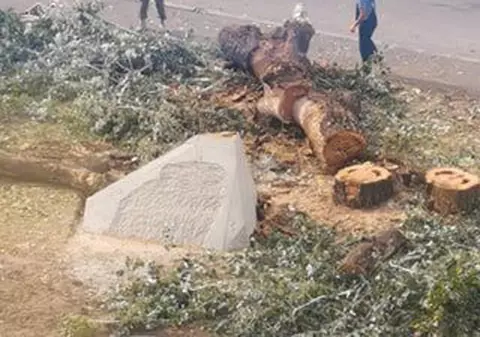 NATO plantează pomi în România, Ministerul Apărării Naționale îi taie. Au retezat un copac și pun în loc un monument dedicat … NATO