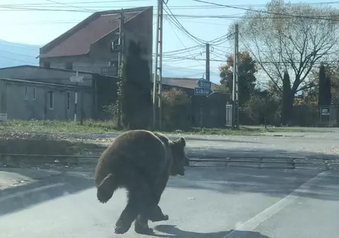 VIDEO| Doi copii și un bărbat, atacați de un urs lângă o piață, în județul Brașov. „A sărit direct pe mine”
