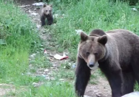 VIDEO|  Întâlnire-surpriză în Gorj. Jandarmii au dat nas în nas cu urșii