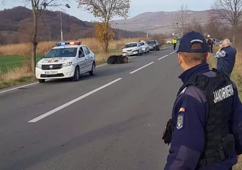 Acuzațiile unei asociații de protecţie a urşilor, după cazul din Harghita: "Nu s-a intervenit, de teama unui dosar penal. Ministrul a semnat «ca primarul» uciderea animalului"