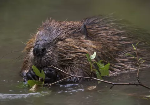 Castorii, folosiți de britanici pentru prevenirea inundațiilor