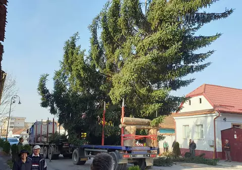 Festivalul brazilor donați. Ce orașe vor avea în centru brazi de Crăciun oferiți de localnici
