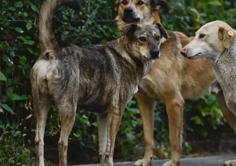 Un băiat nou-născut, abandonat de mama lui, a fost mâncat de câini!
