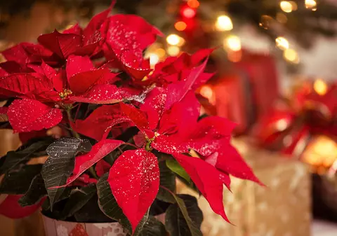 Cum îngrijești Crăciunița