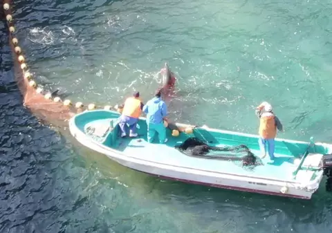 VIDEO | Imagini horror de la o vânătoare de delfini pe țărmul Japoniei. Apa s-a făcut roșie!