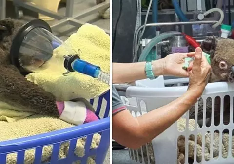 Unul din cele mai îndrăgite animale va dispărea definitiv. Specia se află în stare de ”extincție funcțională”