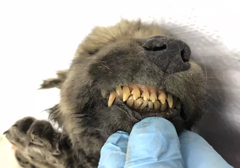 Un animal înghețat de 18.000 de ani naște controverse: Este lup sau câine?