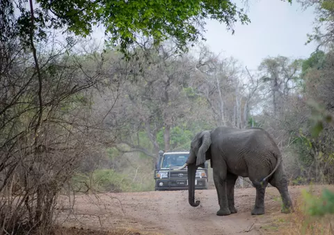 Un elefant numit după Osama bin Laden a omorât cinci oameni în India!
