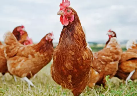 Autoritățile din orașul suedez Lund au aruncat tone de găinaț într-un parc, pentru a-i alunga pe turiști