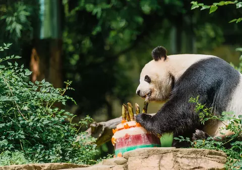 Ursul panda Bei Bei va zbura singur în avion din SUA în China. ”Bagajul”admis la bord: un supraveghetor şi un medic veterinar