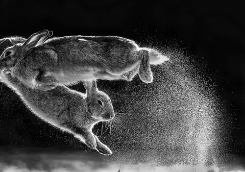 Cele mai frumoase fotografii din natură sau cu vietăți sălbatice din 2019