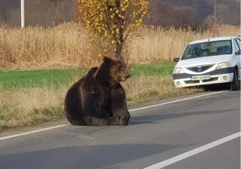 Ședință de urgență la Ministerul Mediului în cazul ursului lovit de mașină și lăsat să agonizeze 18 ore