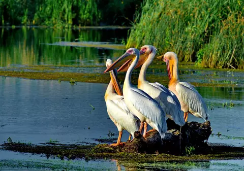 Welcome Early Booking 2020! Reduceri de 65% la vacanțele în Delta Dunării (PUBLICITATE)