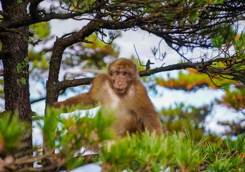Un bebeluș de patru luni a murit după ce a fost lovit în cap cu o piatră de o maimuță