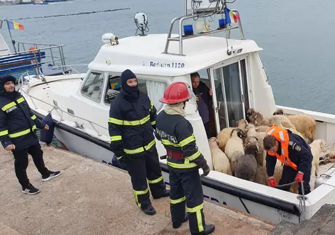 Scandalul navei eșuate din portul Midia ar putea duce la interzicerea exportului de animale vii. Anunțul premierului Orban