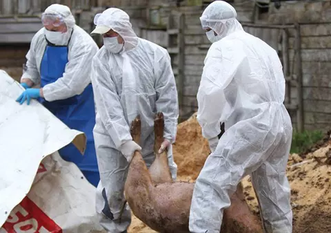 Dosarul pestei porcine, clasat de Parchetul General, după doi ani de investigații
